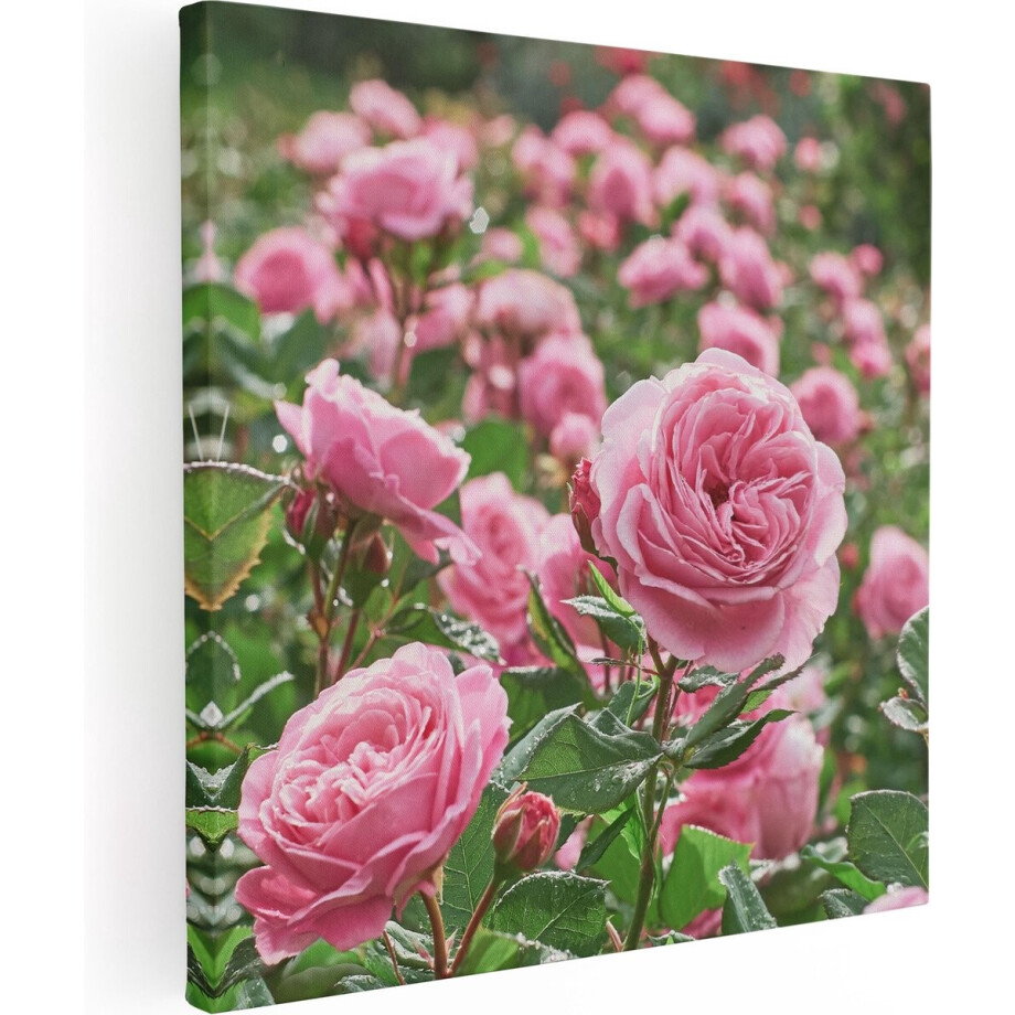Artaza Canvas Schilderij Roze Rozen Bloemenveld - 30x30 - Klein - Foto Op Canvas - Canvas Print Artaza Canvas Schilderij Roze Rozen Bloemenveld - 30x30 - Klein - Foto Op Canvas - Canvas Print afbeelding 1