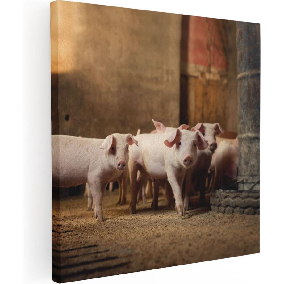 Artaza Canvas Schilderij Varkens op een Boerderij Stal - 60x60 - Foto Op Canvas - Canvas Print afbeelding 1