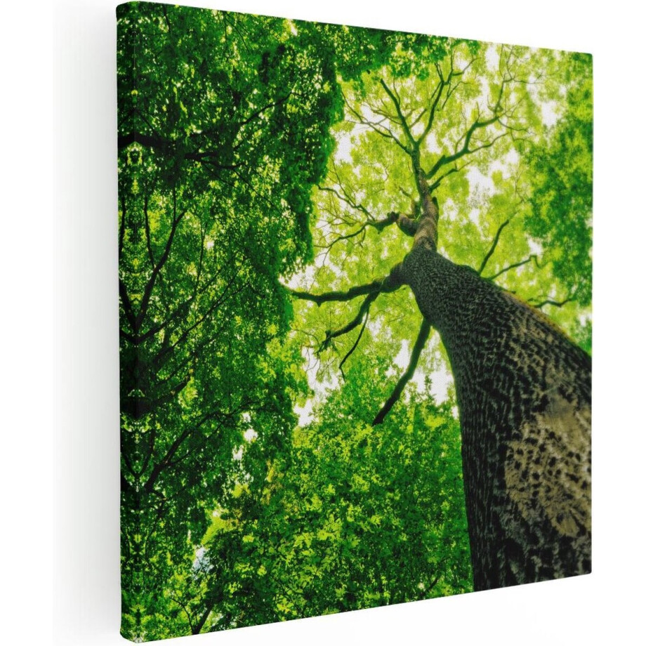 Artaza Canvas Schilderij Boom In Het Bos Met Fel Groene Bladeren - 30x30 - Klein - Foto Op Canvas - Canvas Print Artaza Canvas Schilderij Boom In Het Bos Met Fel Groene Bladeren - 30x30 - Klein - Foto Op Canvas - Canvas Print afbeelding 1