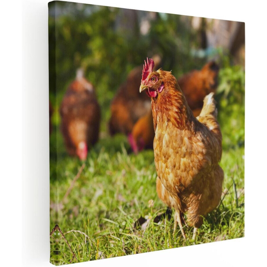Artaza Canvas Schilderij Kippen in het Gras - 90x90 - Groot - Foto Op Canvas - Canvas Print Artaza Canvas Schilderij Kippen in het Gras - 90x90 - Groot - Foto Op Canvas - Canvas Print afbeelding 1