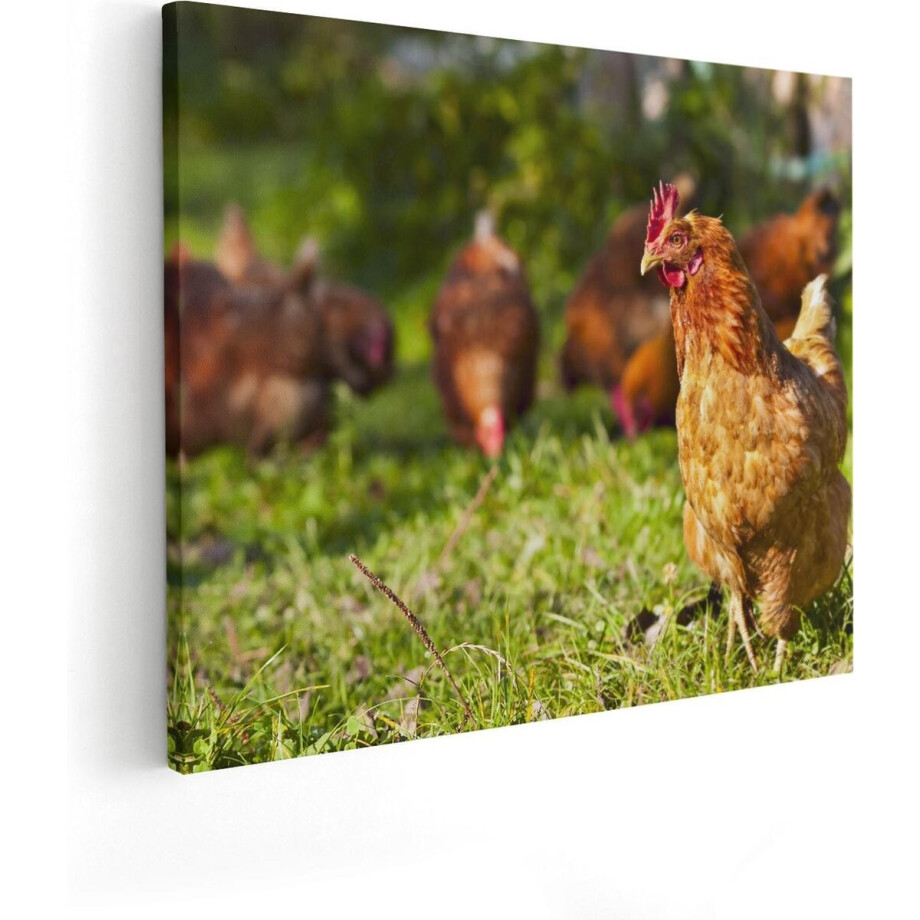 Artaza Canvas Schilderij Kippen in het Gras - 50x40 - Foto Op Canvas - Canvas Print afbeelding 1