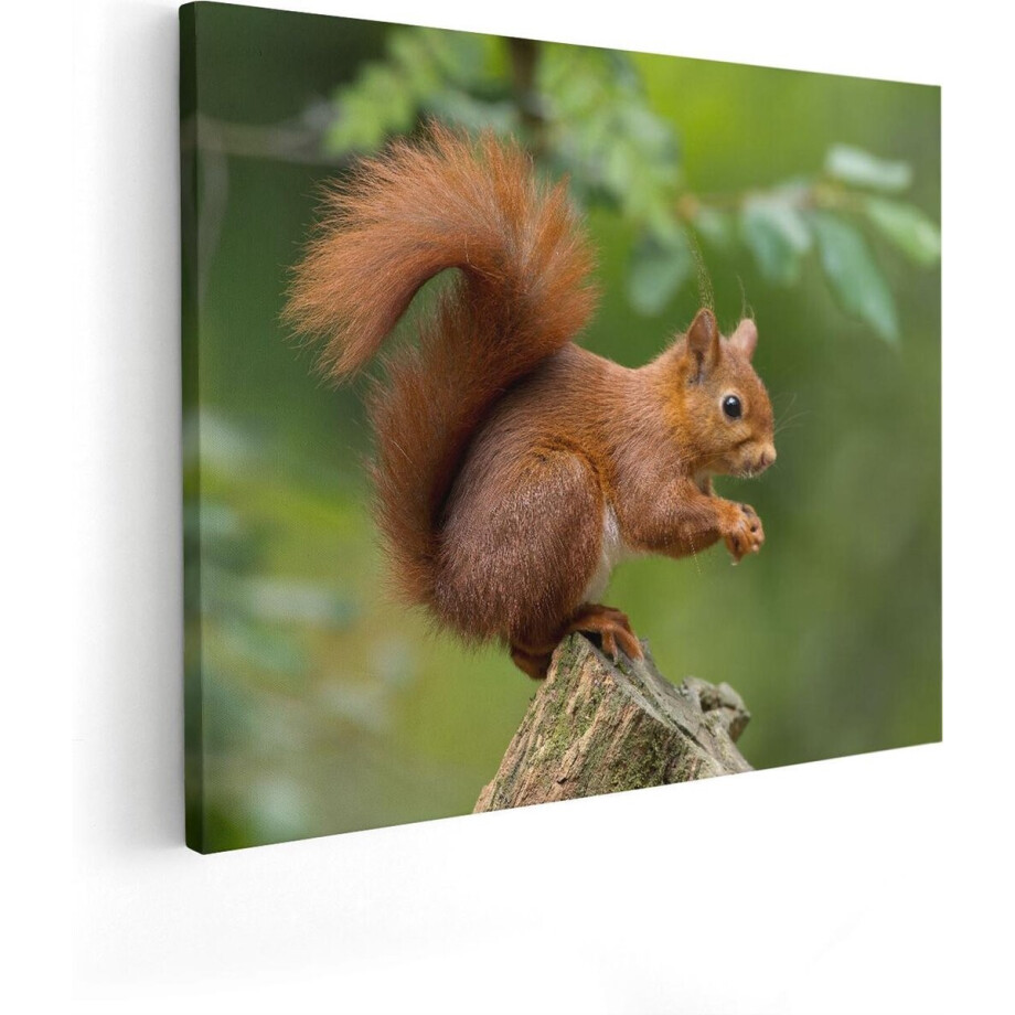 Artaza Canvas Schilderij Eekhoorn op een Boomstam in het Bos - 50x40 cm - Wanddecoratie Woonkamer - Schilderijen - Muurdecoratie Artaza Canvas Schilderij Eekhoorn op een Boomstam in het Bos - 50x40 cm - Wanddecoratie Woonkamer - Schilderijen - Muurdecoratie afbeelding 1
