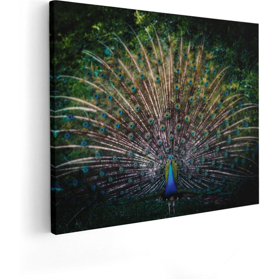 Artaza Canvas Schilderij Pauw Met Kleurrijke Veren - Kleur - 50x40 - Foto Op Canvas - Canvas Print Artaza Canvas Schilderij Pauw Met Kleurrijke Veren - Kleur - 50x40 - Foto Op Canvas - Canvas Print afbeelding 1