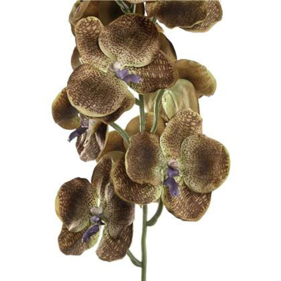 PTMD Orchidee Kunstbloem - 78 x 17 x 79 cm - Kunststof - Bruin afbeelding 1