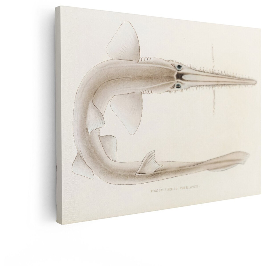 Artaza Canvas Schilderij Gedetailleerde Illustratie van een Zaagvis met Lange - Getande Snuit - 40x30 cm - Klein - Wanddecoratie Woonkamer - Schilderijen - Muurdecoratie afbeelding 1