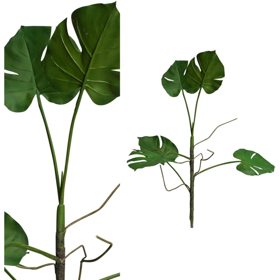 PTMD  leaves plant groen philo blad plant tak afbeelding 1