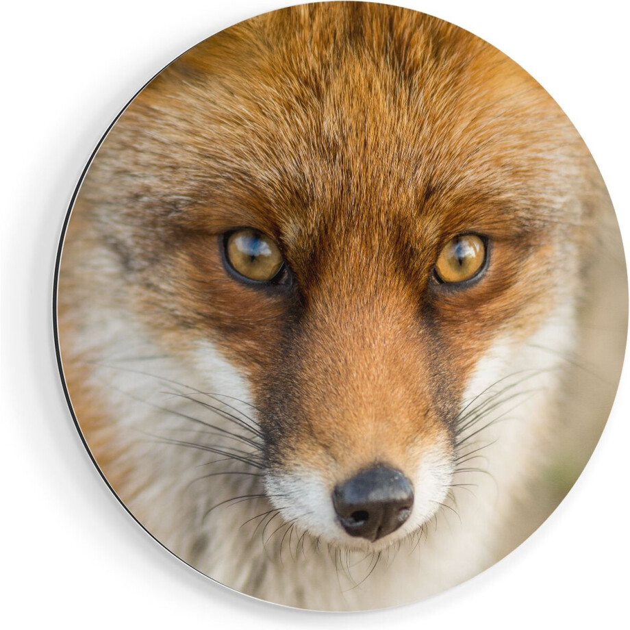 Artaza Dibond Muurcirkel Vossenkop met Bruine Ogen - Vos - Ø 90 cm - Groot - Wandcirkel - Rond Schilderij - Voor Binnen en Buiten Artaza Dibond Muurcirkel Vossenkop met Bruine Ogen - Vos - Ø 90 cm - Groot - Wandcirkel - Rond Schilderij - Voor Binnen en Buiten afbeelding 1