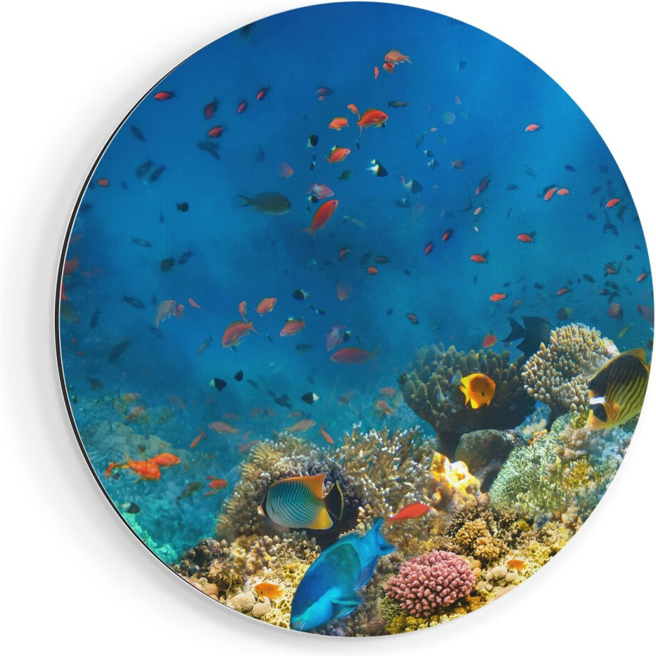 Artaza Dibond Muurcirkel Onderwater Vissen Met Koraal In De Zee - Ø 90 cm - Groot - Wandcirkel - Rond Schilderij - Voor Binnen en Buiten Artaza Dibond Muurcirkel Onderwater Vissen Met Koraal In De Zee - Ø 90 cm - Groot - Wandcirkel - Rond Schilderij - Voor Binnen en Buiten afbeelding 1