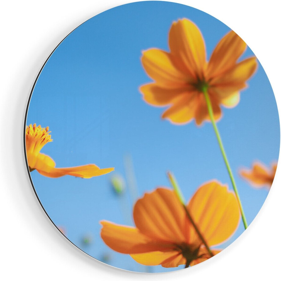 Artaza Dibond Muurcirkel Oranje Cosmea Bloemen - Ø 70 cm - Wandcirkel - Rond Schilderij - Voor Binnen en Buiten afbeelding 1