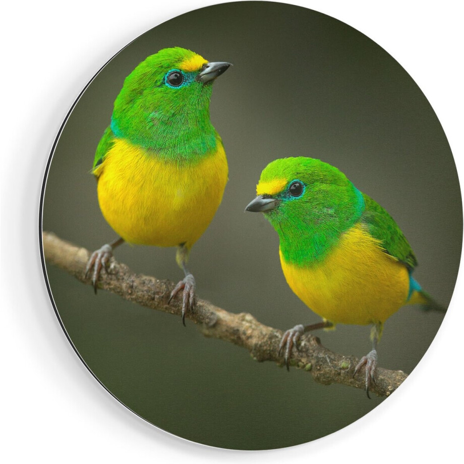 Artaza Dibond Muurcirkel Twee Groen Gele Zangvogels Op Een Tak - Ø 90 cm - Groot - Wandcirkel - Rond Schilderij - Voor Binnen en Buiten Artaza Dibond Muurcirkel Twee Groen Gele Zangvogels Op Een Tak - Ø 90 cm - Groot - Wandcirkel - Rond Schilderij - Voor Binnen en Buiten afbeelding 1