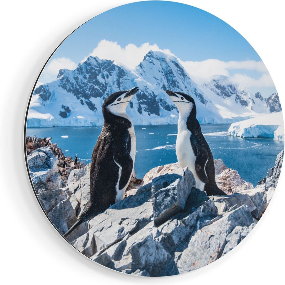Artaza Dibond Muurcirkel Twee Pinguïns op Stenen in Antarctica - Ø 50 cm - Klein - Wandcirkel - Rond Schilderij - Voor Binnen en Buiten afbeelding 1