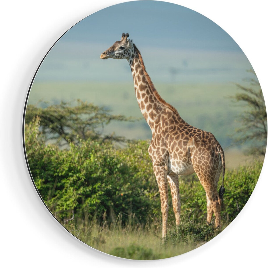 Artaza Dibond Muurcirkel Giraffe In Het Wild Tussen De Struiken - Ø 80 cm - Groot - Wandcirkel - Rond Schilderij - Voor Binnen en Buiten afbeelding 1
