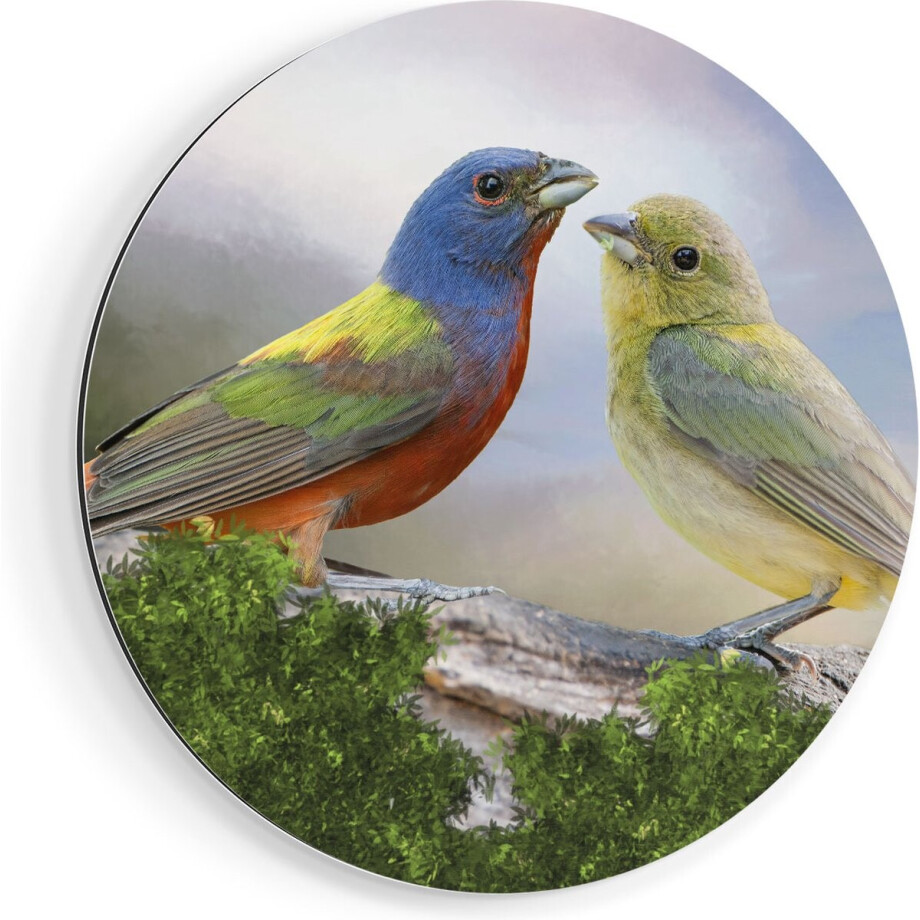 Artaza Dibond Muurcirkel Getekende Gorzen Vogels - Kleur - Abstract - Ø 60 cm - Wandcirkel - Rond Schilderij - Voor Binnen en Buiten afbeelding 1