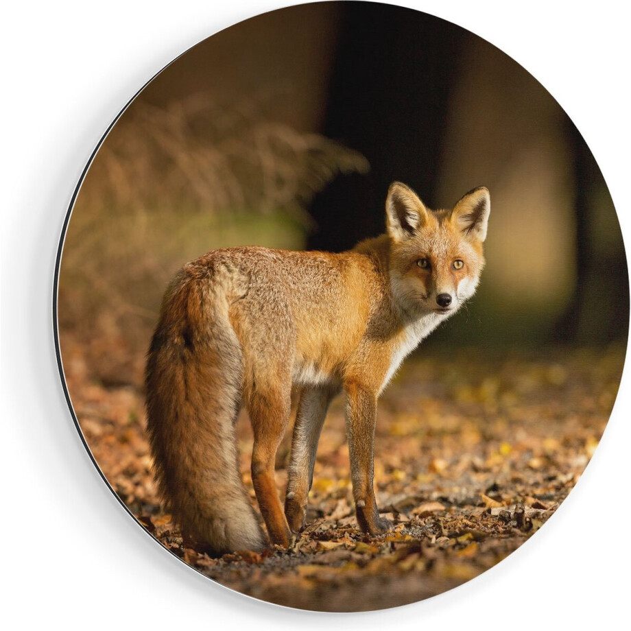 Artaza Dibond Muurcirkel Vos in het Herfstbos - Ø 70 cm - Wandcirkel - Rond Schilderij - Voor Binnen en Buiten Artaza Dibond Muurcirkel Vos in het Herfstbos - Ø 70 cm - Wandcirkel - Rond Schilderij - Voor Binnen en Buiten afbeelding 1