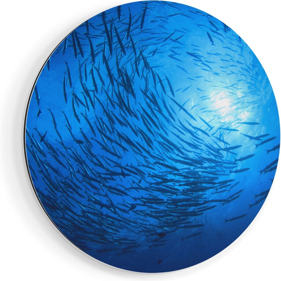 Artaza Dibond Muurcirkel Zwerm Vissen in de Oceaan - Ø 80 cm - Groot - Wandcirkel - Rond Schilderij - Voor Binnen en Buiten afbeelding 1
