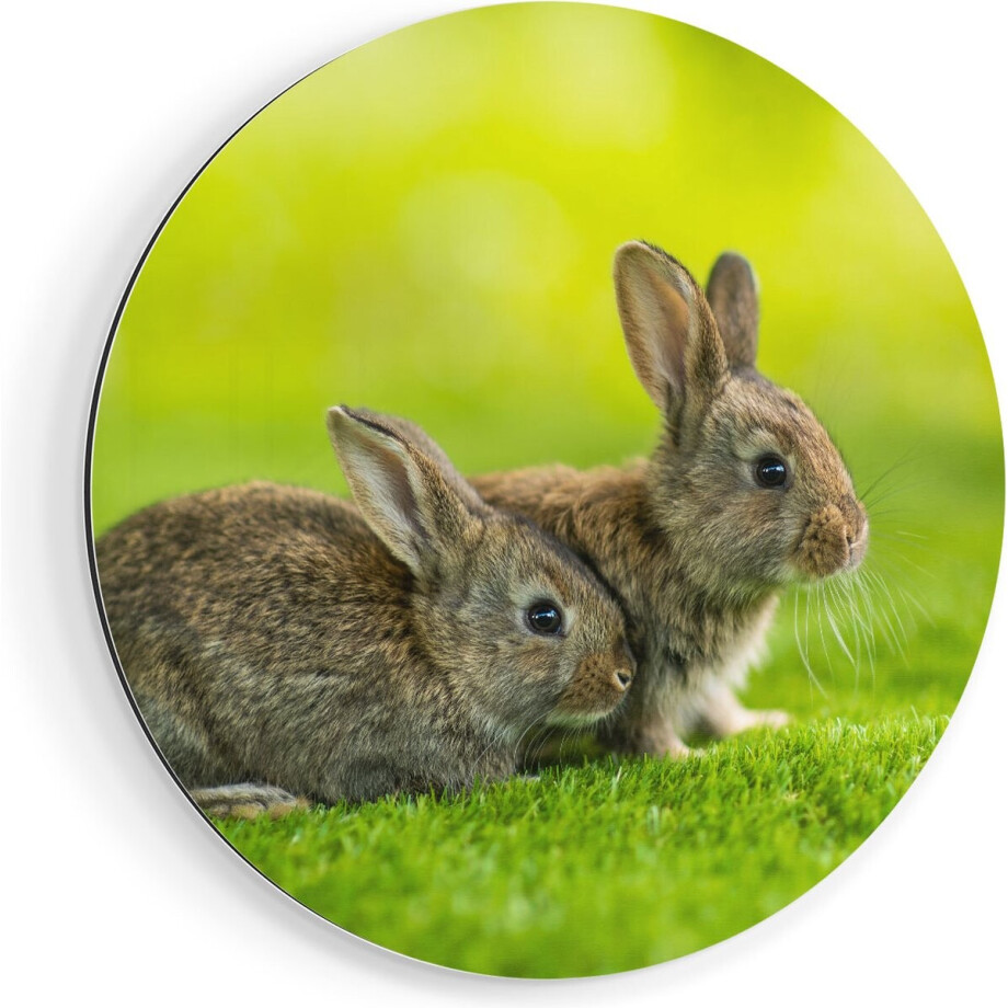 Artaza Dibond Muurcirkel Twee Konijnen Op Het Groene Gras - Ø 40 cm - Klein - Wandcirkel - Rond Schilderij - Voor Binnen en Buiten afbeelding 1
