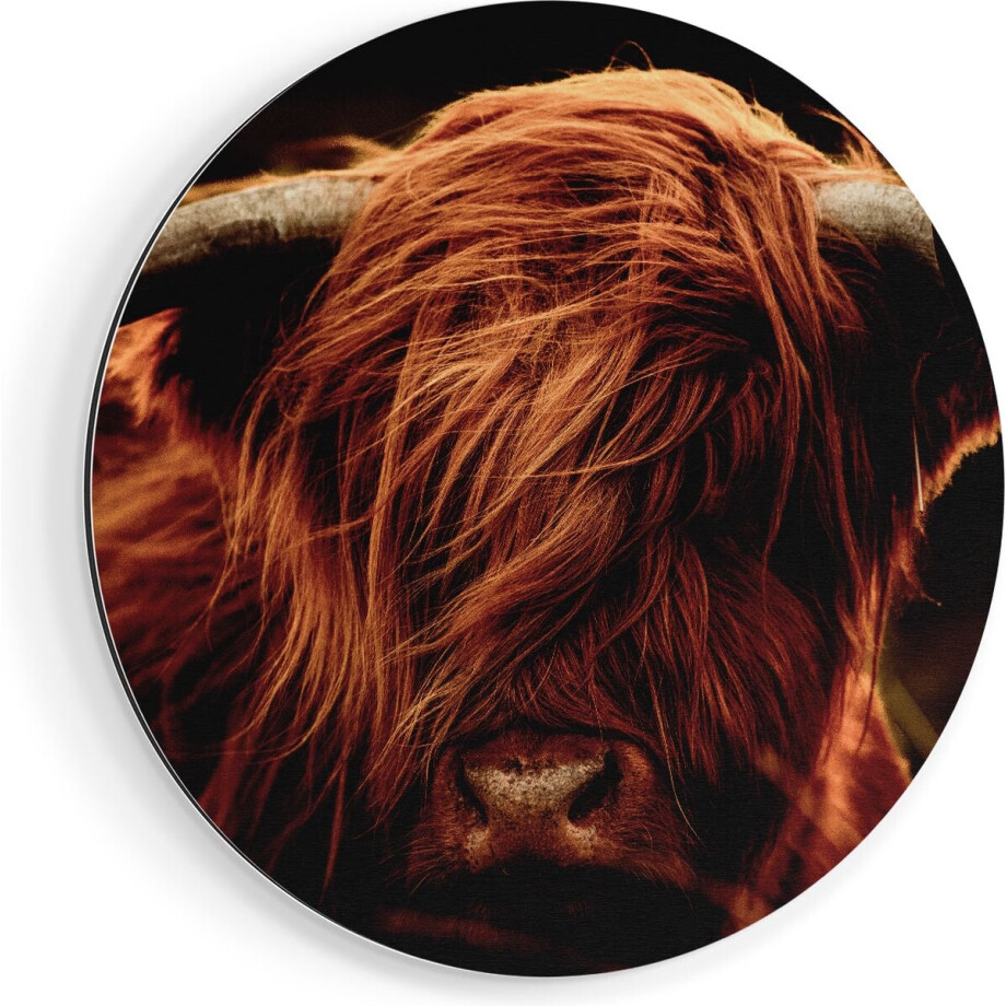 Artaza Dibond Muurcirkel Schotse Hooglander Koeienkop - Kleur - Ø 60 cm - Wandcirkel - Rond Schilderij - Voor Binnen en Buiten afbeelding 1