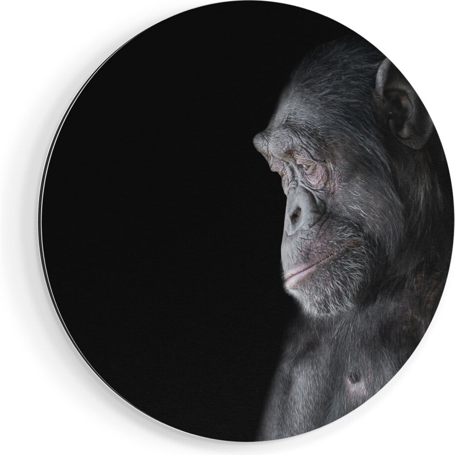 Artaza Dibond Muurcirkel Chimpansee Aap Op Zwart Achtergrond - Ø 40 cm - Klein - Wandcirkel - Rond Schilderij - Voor Binnen en Buiten afbeelding 1