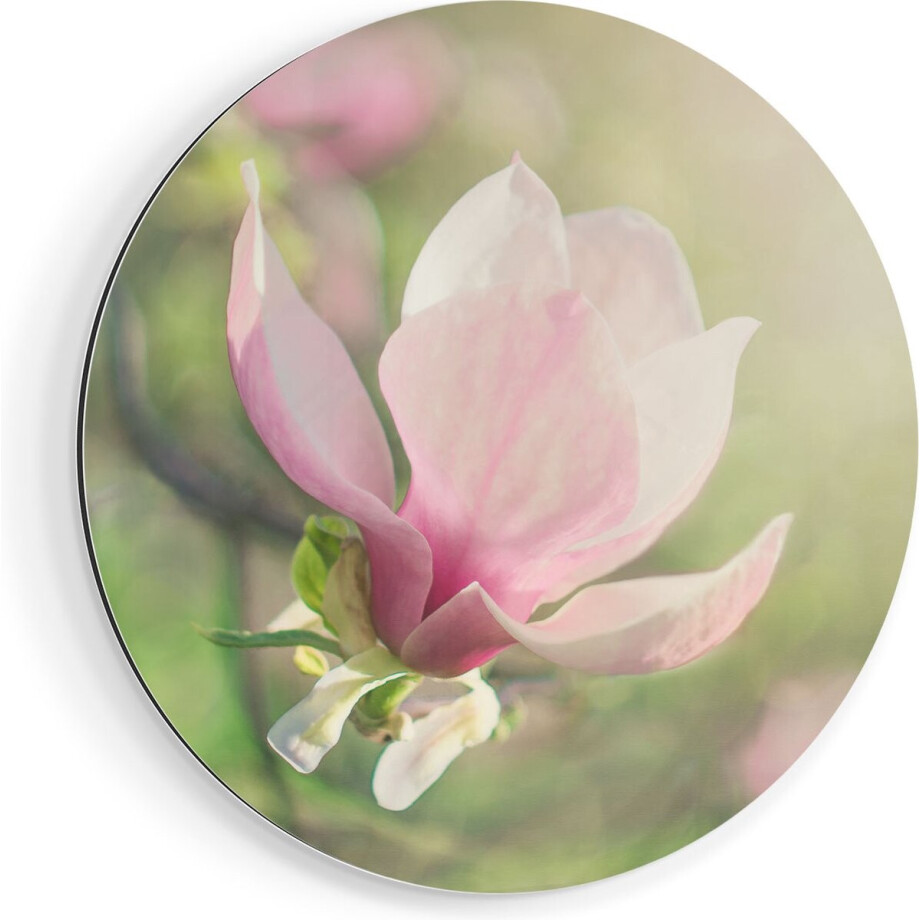 Artaza Dibond Muurcirkel Roze Magnolia Bloem  - Ø 80 cm - Groot - Wandcirkel - Rond Schilderij - Voor Binnen en Buiten afbeelding 1