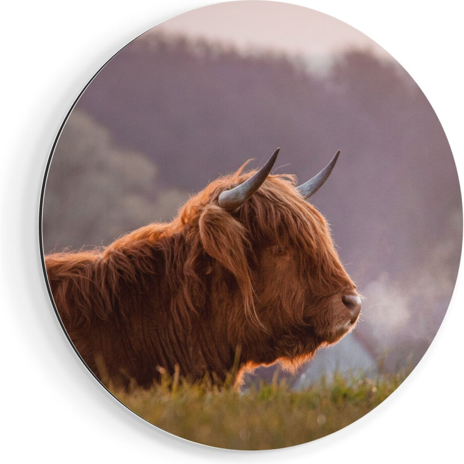 Artaza Dibond Muurcirkel Schotse Hooglander Koe Ligt In Het Gras - Ø 60 cm - Wandcirkel - Rond Schilderij - Voor Binnen en Buiten afbeelding 1