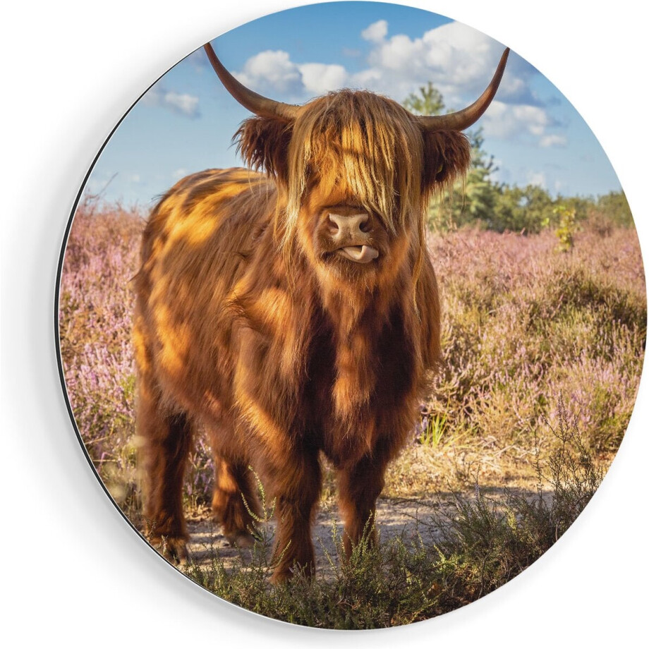 Artaza Dibond Muurcirkel Schotse Hooglander Koe In De Wei - Ø 70 cm - Wandcirkel - Rond Schilderij - Voor Binnen en Buiten afbeelding 1