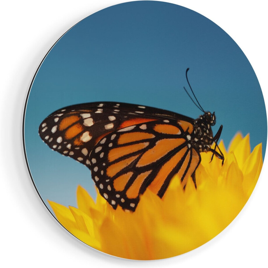 Artaza Dibond Muurcirkel Oranje Vlinder Bij Een Zonnebloem - Ø 90 cm - Groot - Wandcirkel - Rond Schilderij - Voor Binnen en Buiten afbeelding 1