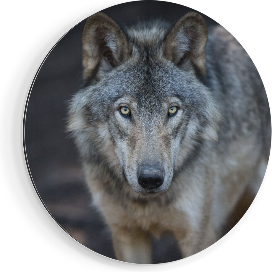 Artaza Dibond Muurcirkel Wolvenkop - Grijze Wolf - Ø 40 cm - Klein - Wandcirkel - Rond Schilderij - Voor Binnen en Buiten afbeelding 1