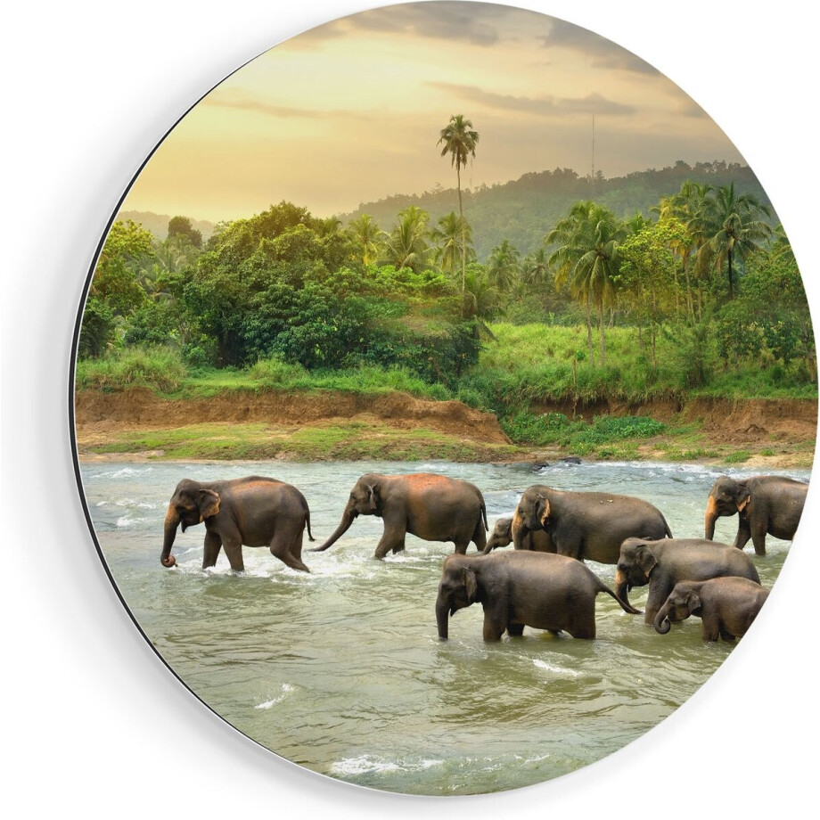 Artaza Dibond Muurcirkel Kudde Olifanten In Het Water - Ø 80 cm - Groot - Wandcirkel - Rond Schilderij - Voor Binnen en Buiten afbeelding 1