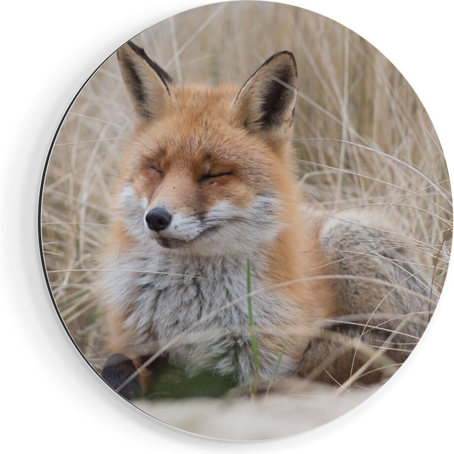 Artaza Dibond Muurcirkel Vos in de Duinen - Ø 40 cm - Klein - Wandcirkel - Rond Schilderij - Voor Binnen en Buiten Artaza Dibond Muurcirkel Vos in de Duinen - Ø 40 cm - Klein - Wandcirkel - Rond Schilderij - Voor Binnen en Buiten afbeelding 1