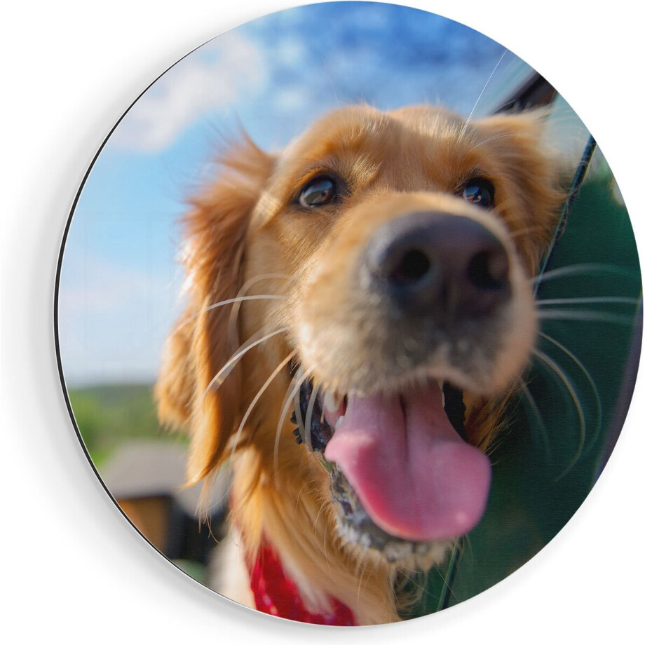 Artaza Dibond Muurcirkel Golden Retriever Hond Uit Een Auto Raam - Ø 70 cm - Wandcirkel - Rond Schilderij - Voor Binnen en Buiten afbeelding 1
