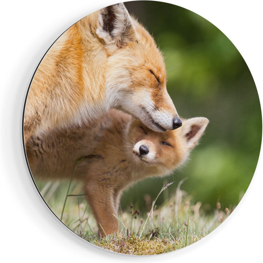 Artaza Dibond Muurcirkel Moeder Vos met haar Welp - Ø 40 cm - Klein - Wandcirkel - Rond Schilderij - Voor Binnen en Buiten Artaza Dibond Muurcirkel Moeder Vos met haar Welp - Ø 40 cm - Klein - Wandcirkel - Rond Schilderij - Voor Binnen en Buiten afbeelding 1