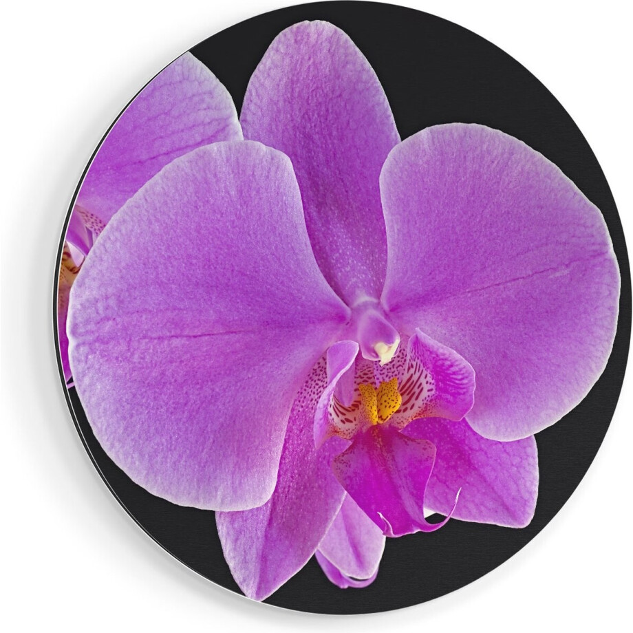 Artaza Dibond Muurcirkel Licht Paarse Orchidee - Bloem - Ø 50 cm - Klein - Wandcirkel - Rond Schilderij - Voor Binnen en Buiten Artaza Dibond Muurcirkel Licht Paarse Orchidee - Bloem - Ø 50 cm - Klein - Wandcirkel - Rond Schilderij - Voor Binnen en Buiten afbeelding 1