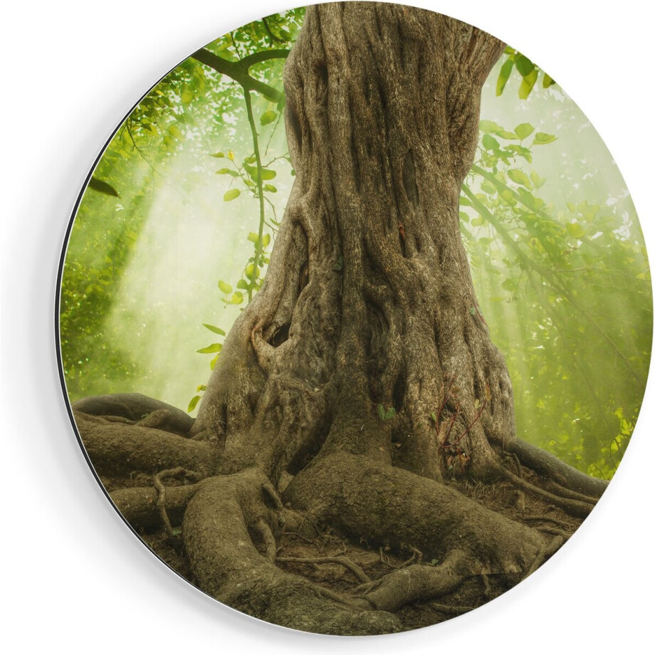Artaza Dibond Muurcirkel Grote Boom In Het Bos Met Wortels - Ø 90 cm - Groot - Wandcirkel - Rond Schilderij - Voor Binnen en Buiten afbeelding 1