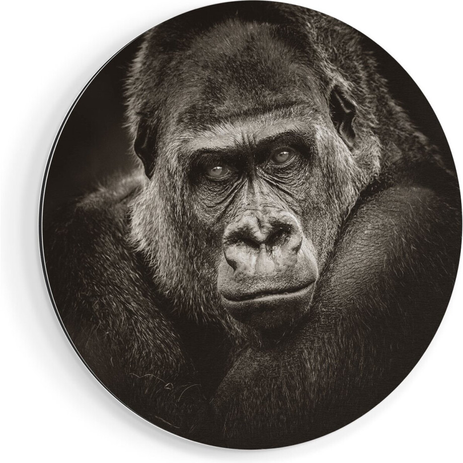 Artaza Dibond Muurcirkel Gorilla - Zwart Wit - Ø 90 cm - Groot - Wandcirkel - Rond Schilderij - Voor Binnen en Buiten Artaza Dibond Muurcirkel Gorilla - Zwart Wit - Ø 90 cm - Groot - Wandcirkel - Rond Schilderij - Voor Binnen en Buiten afbeelding 1