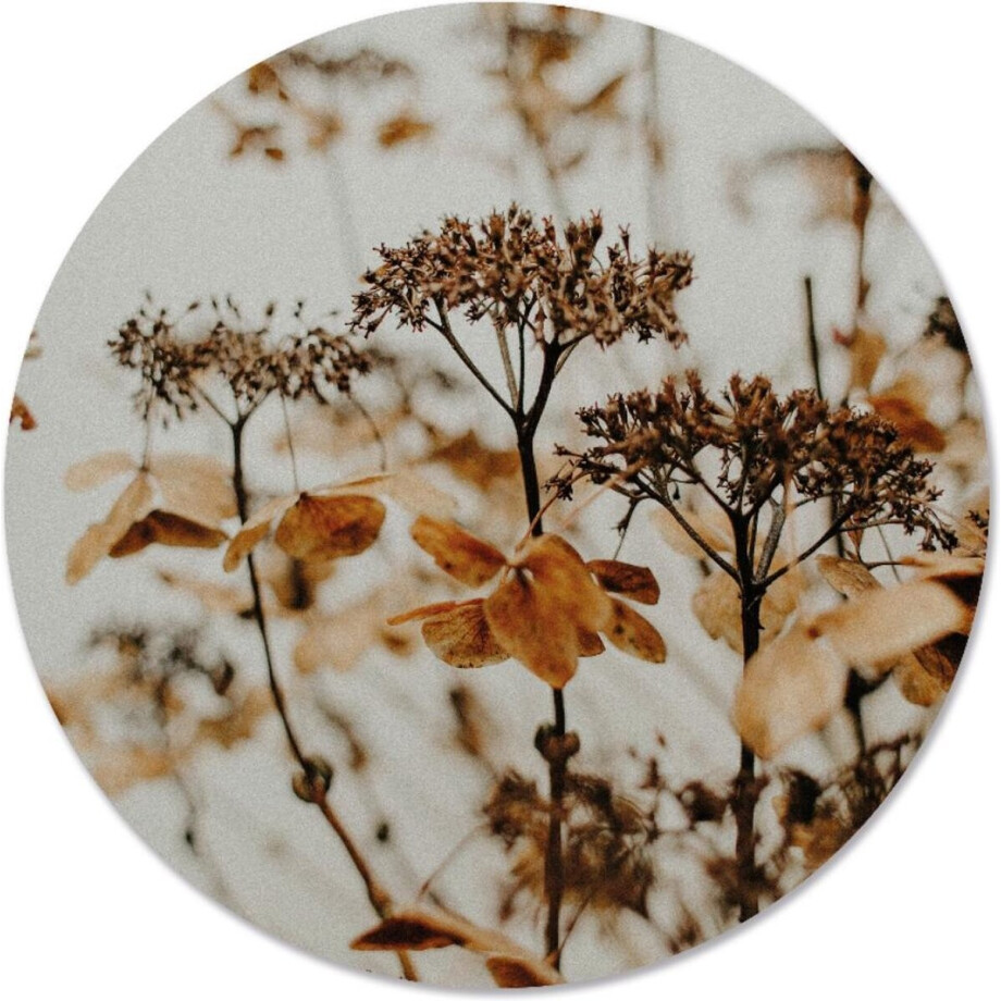 Label2X - Schilderij - Droogbloem Ø Aanbevolen - Multicolor - 30 X 30 Cm Label2X - Schilderij - Droogbloem Ø Aanbevolen - Multicolor - 30 X 30 Cm afbeelding 1