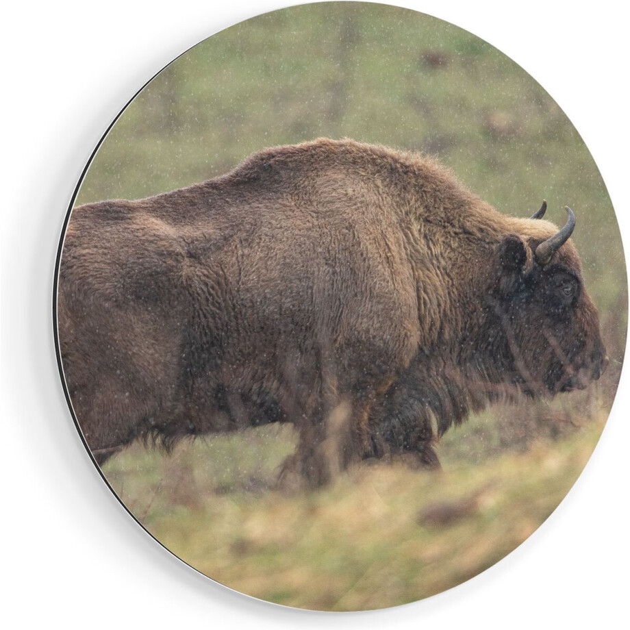 Artaza Dibond Muurcirkel Bizon in het Gras - Ø 80 cm - Groot - Wandcirkel - Rond Schilderij - Voor Binnen en Buiten Artaza Dibond Muurcirkel Bizon in het Gras - Ø 80 cm - Groot - Wandcirkel - Rond Schilderij - Voor Binnen en Buiten afbeelding 1
