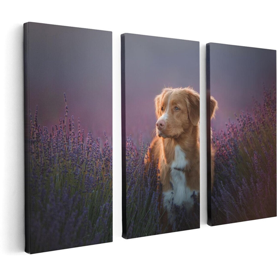 Artaza Canvas Schilderij Drieluik Retriever Hond Tussen De Lavendel Bloemen - 120x80 - Foto Op Canvas - Canvas Print Artaza Canvas Schilderij Drieluik Retriever Hond Tussen De Lavendel Bloemen - 120x80 - Foto Op Canvas - Canvas Print afbeelding 1