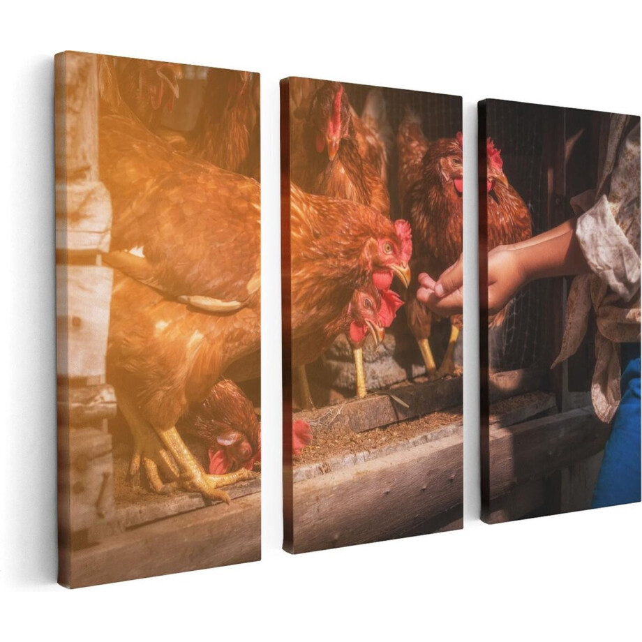 Artaza Canvas Schilderij Drieluik Kippen Krijgen te Eten - 120x80 - Foto Op Canvas - Canvas Print afbeelding 1