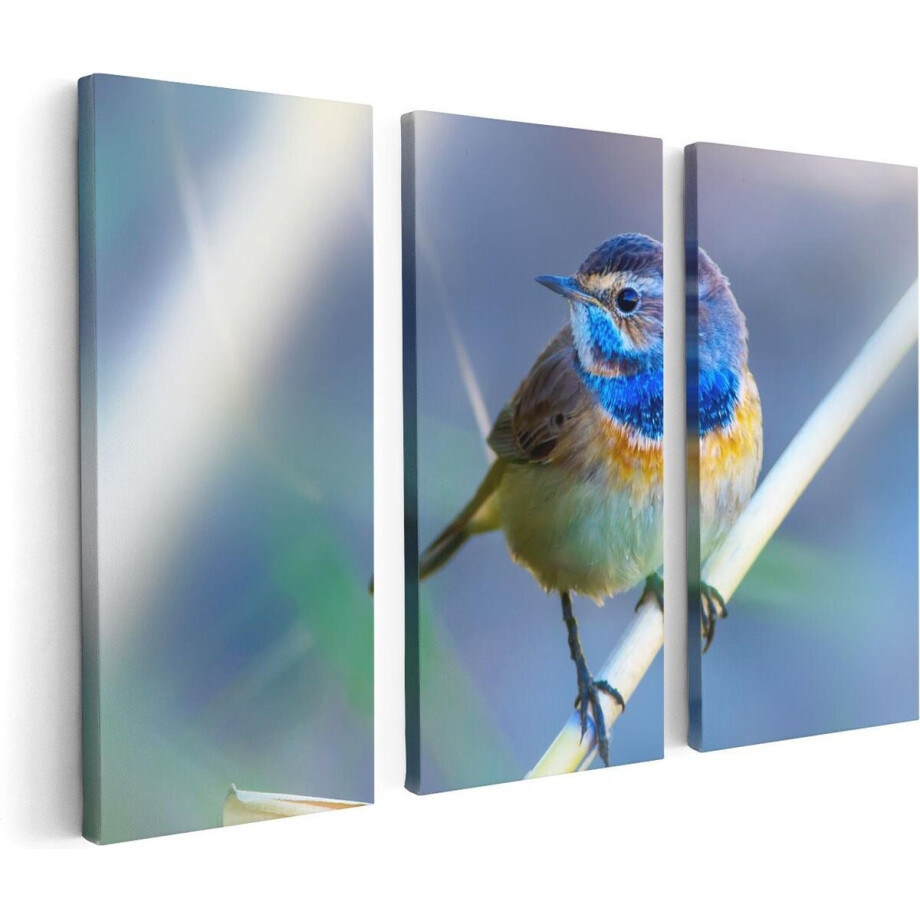 Artaza Canvas Schilderij Drieluik Kleurrijke Blauwborst Vogel Op Een Tak - 120x80 - Foto Op Canvas - Canvas Print afbeelding 1