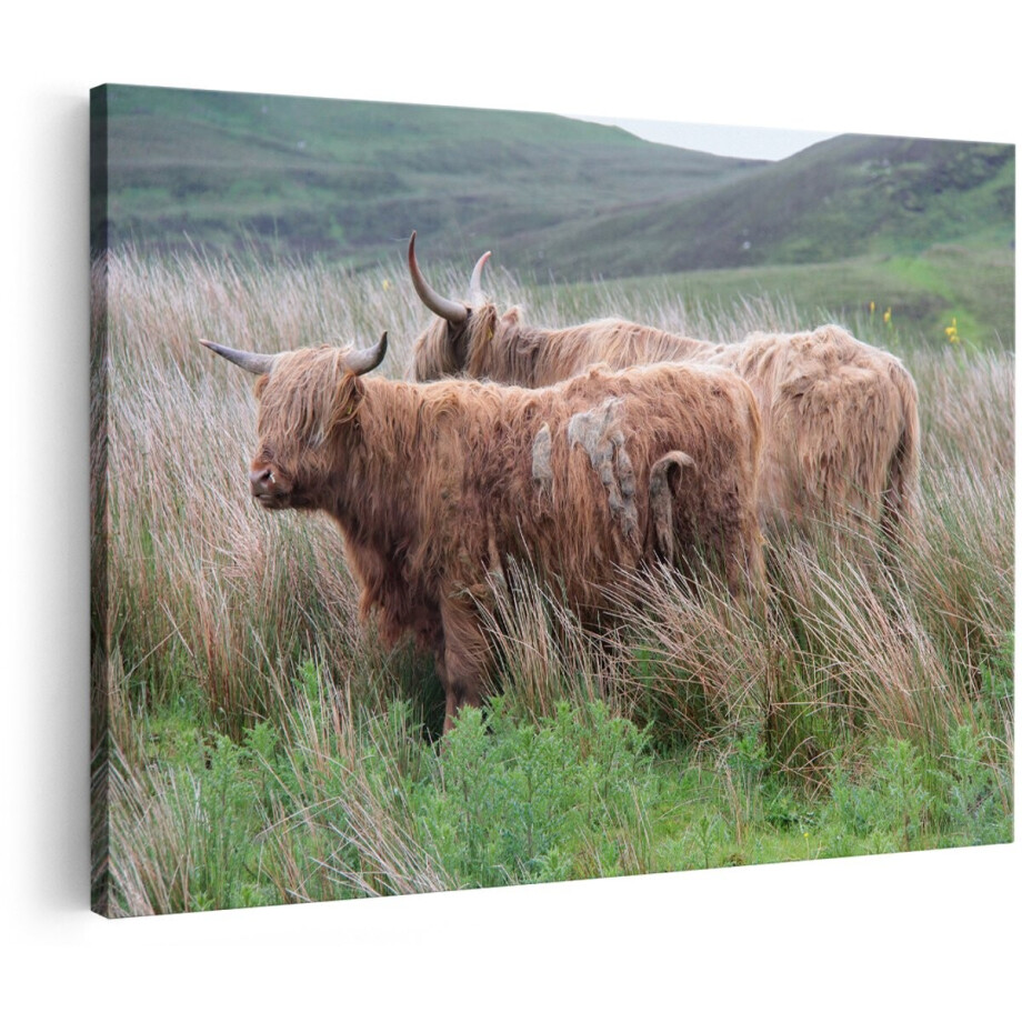 Artaza Canvas Schilderij Twee Schotse Hooglanders in het Heuvelvelachtige Veld - 180x120 cm - Groot - Foto Op Canvas - Wanddecoratie afbeelding 1