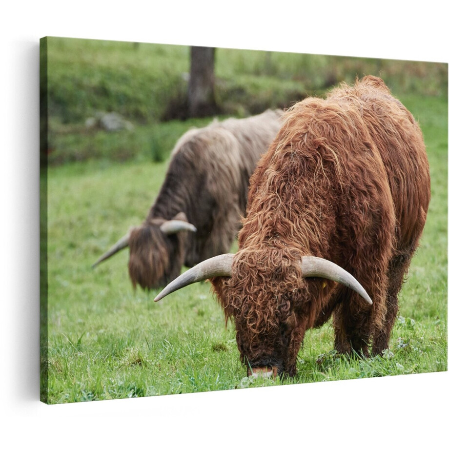 Artaza Canvas Schilderij Twee Schotse Hooglanders Koeien Grazen Gras - 150x100 cm - Groot - Foto Op Canvas - Wanddecoratie Woonkamer afbeelding 1