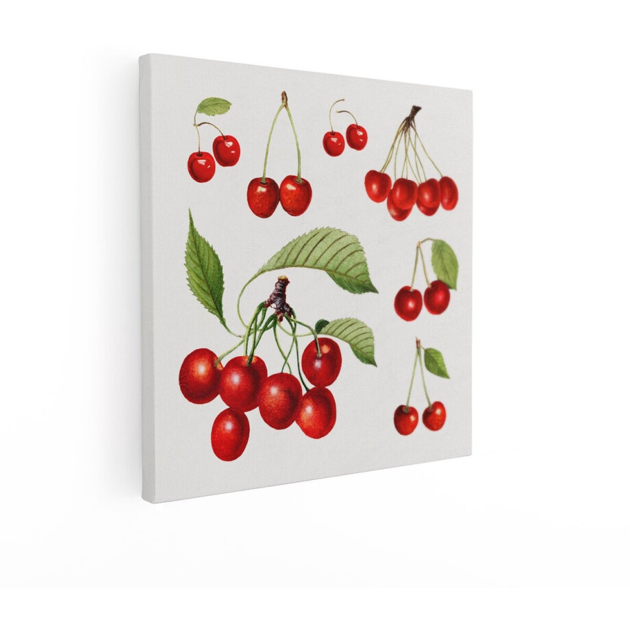 Artaza Canvas Schilderij Gedetailleerde Illustratie van Verse Rode Kersen met Bladeren en Steeltjes - 90x90 cm - Groot - Wanddecoratie Woonkamer - Schilderijen - Muurdecoratie afbeelding 1
