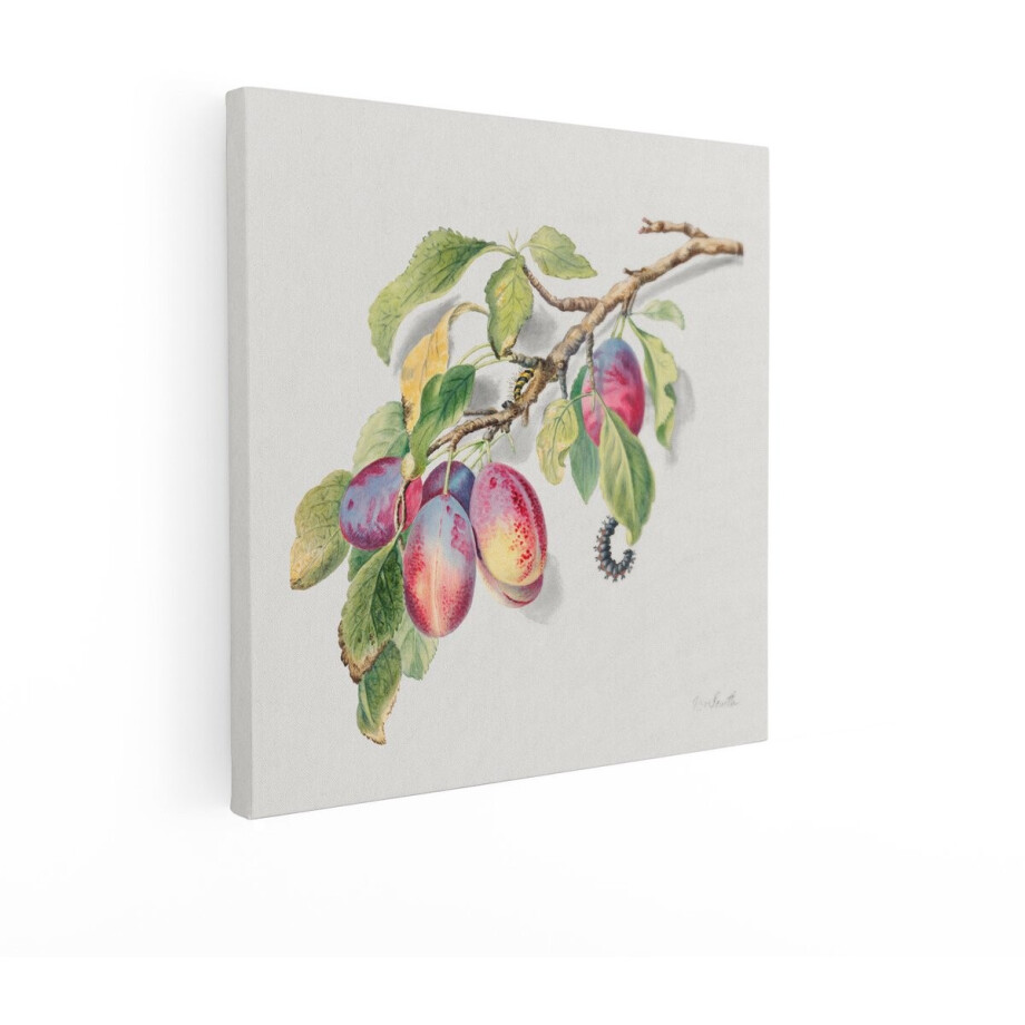 Artaza Canvas Schilderij Gedetailleerde Aquarelillustratie van Pruimen aan een Tak met Rupsen - 40x40 cm - Wanddecoratie Woonkamer - Schilderijen - Muurdecoratie afbeelding 1