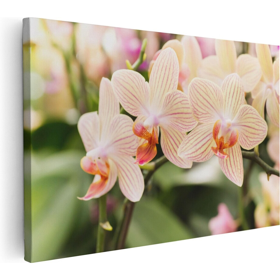 Artaza Canvas Schilderij Gestreepte Witte Orchidee Bloemen - 60x40 - Foto Op Canvas - Canvas Print afbeelding 1