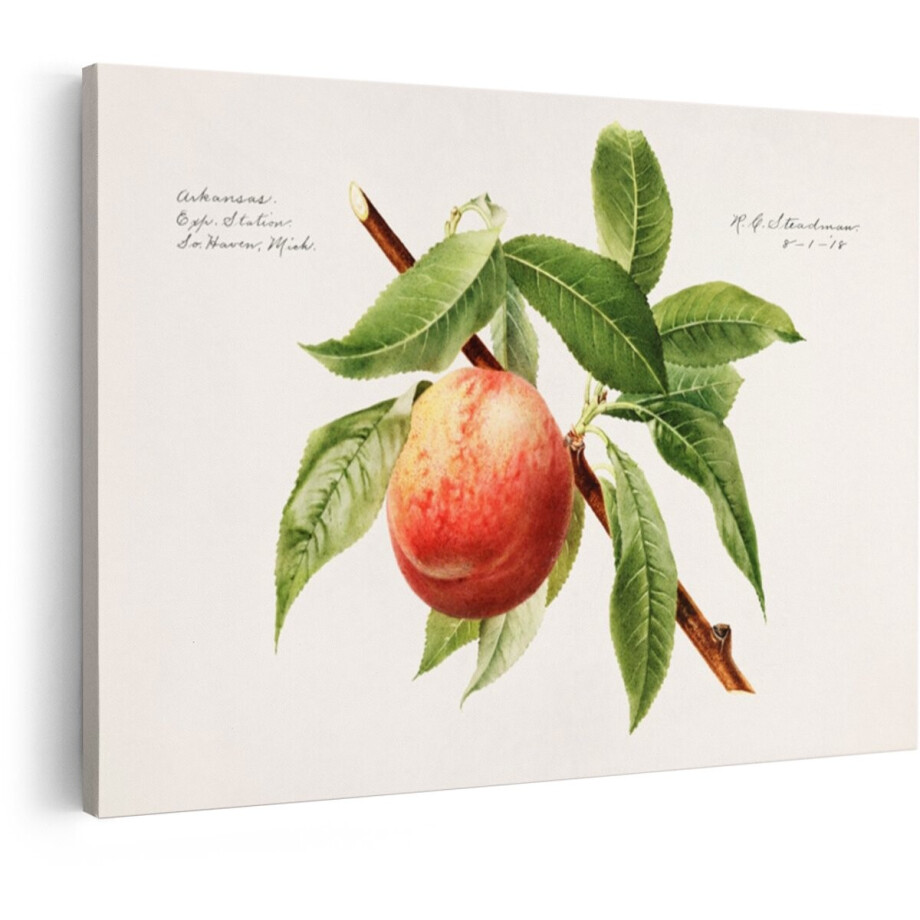 Artaza Canvas Schilderij Gedetailleerde Illustratie van een Perzik aan een Tak met Bladeren - R. G. Steadman - 90x60 cm - Wanddecoratie Woonkamer - Schilderijen - Muurdecoratie afbeelding 1