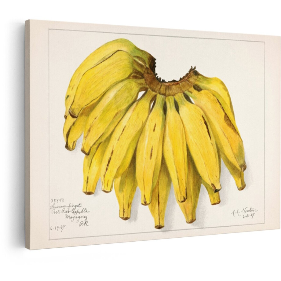 Artaza Canvas Schilderij Gedetailleerde Illustratie van een Tros Bananen - Botanische Tekening - 120x80 cm - Groot - Wanddecoratie Woonkamer - Schilderijen - Muurdecoratie afbeelding 1