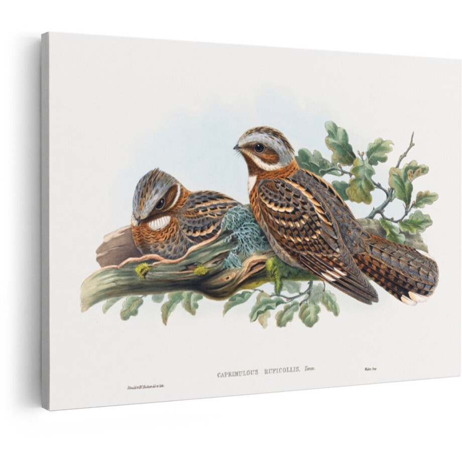 Artaza Canvas Schilderij Twee Nachtzwaluwen op een Tak met Eikenbladeren - een Klassieke Illustratie - 90x60 cm - Wanddecoratie Woonkamer - Schilderijen - Muurdecoratie afbeelding 1