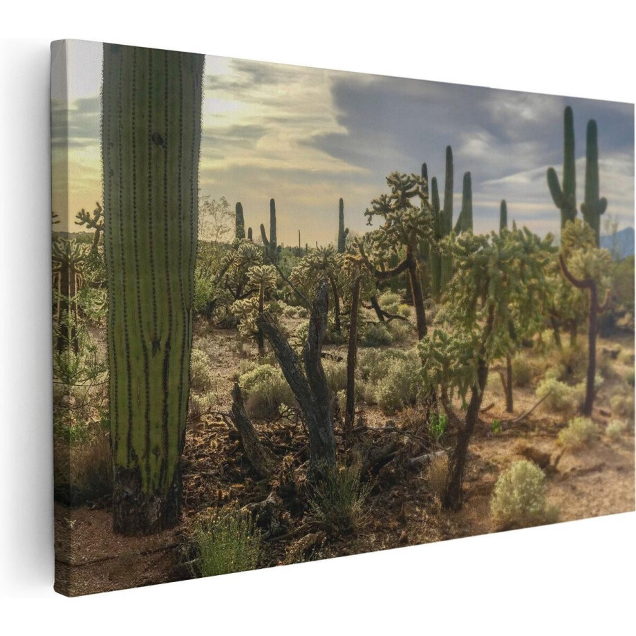 Artaza Canvas Schilderij Cactus Planten in het Wild - 60x40 - Foto Op Canvas - Canvas Print afbeelding 1