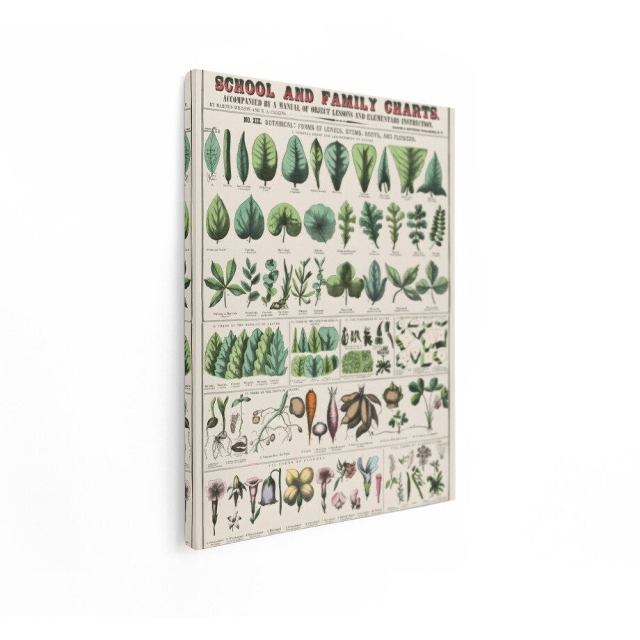 Artaza Canvas Schilderij Vintage Schoolplaat - 30x40 cm - Botanische Wanddecoratie - Muurdecoratie Kruiden - Retro Schilderijen Op Canvas Bloemen afbeelding 1