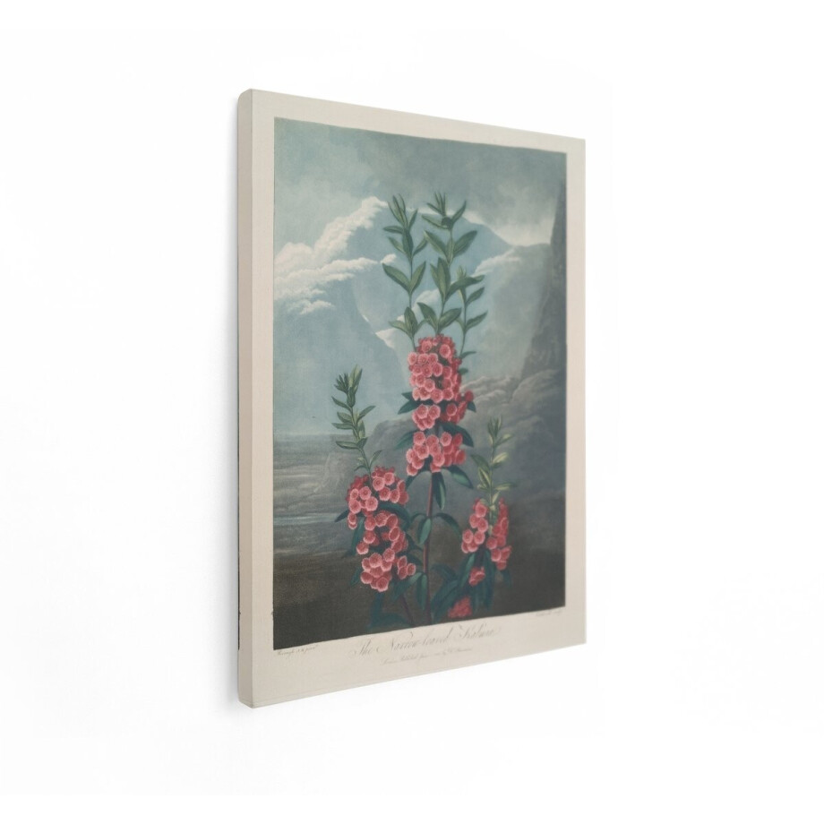 Artaza Canvas Schilderij Bloemen Schilderij - 90x120 cm - Wanddecoratie Vintage Kalmia - Muurdecoratie Roze Bloemen - Landschap Bergen Artaza Canvas Schilderij Bloemen Schilderij - 90x120 cm - Wanddecoratie Vintage Kalmia - Muurdecoratie Roze Bloemen - Landschap Bergen afbeelding 1